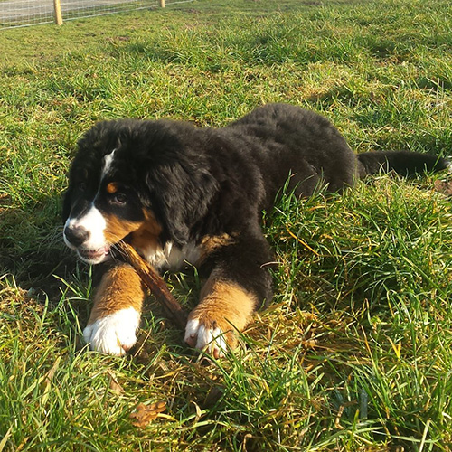 Verkorte-puppycursus