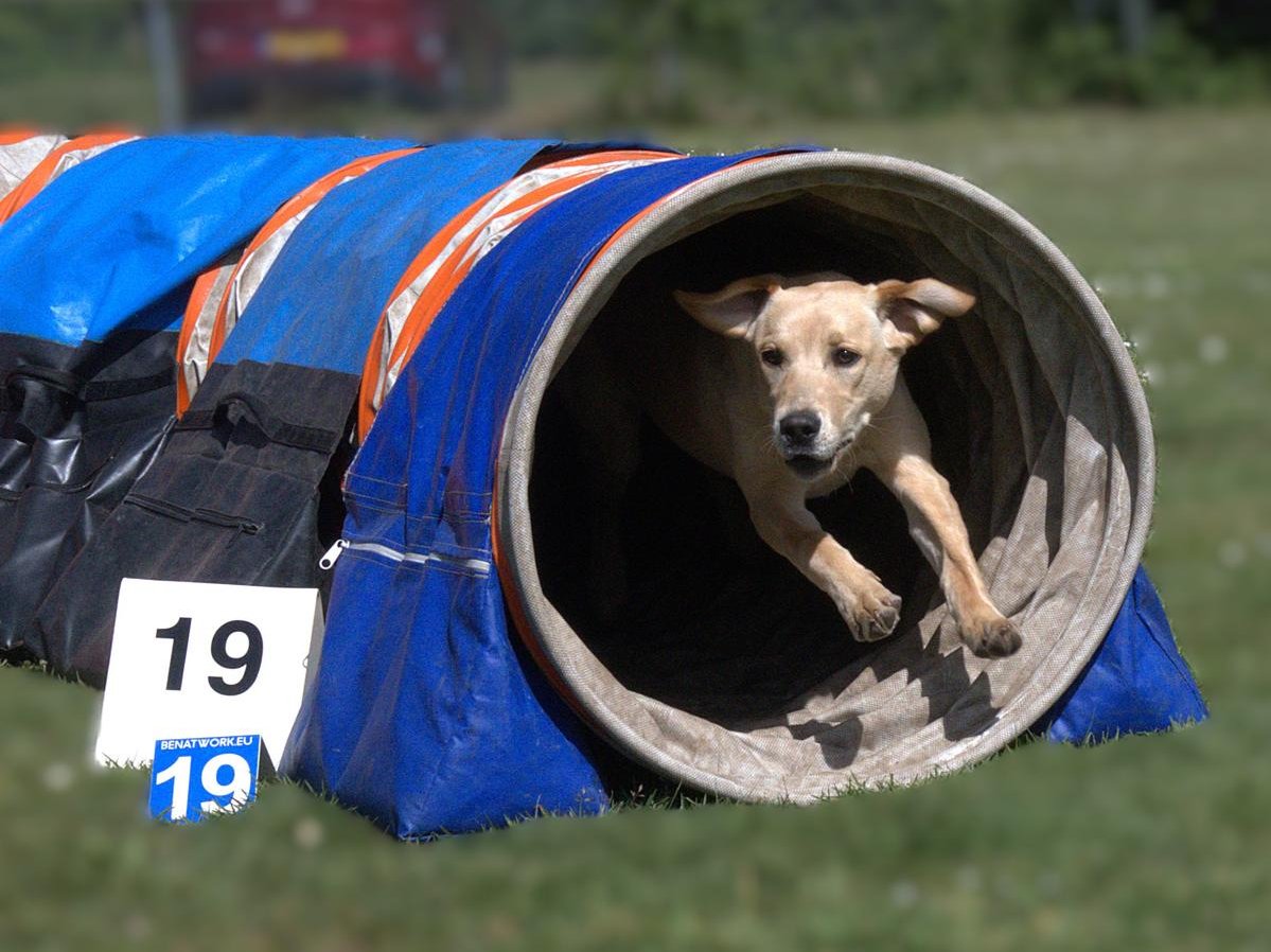 doggames