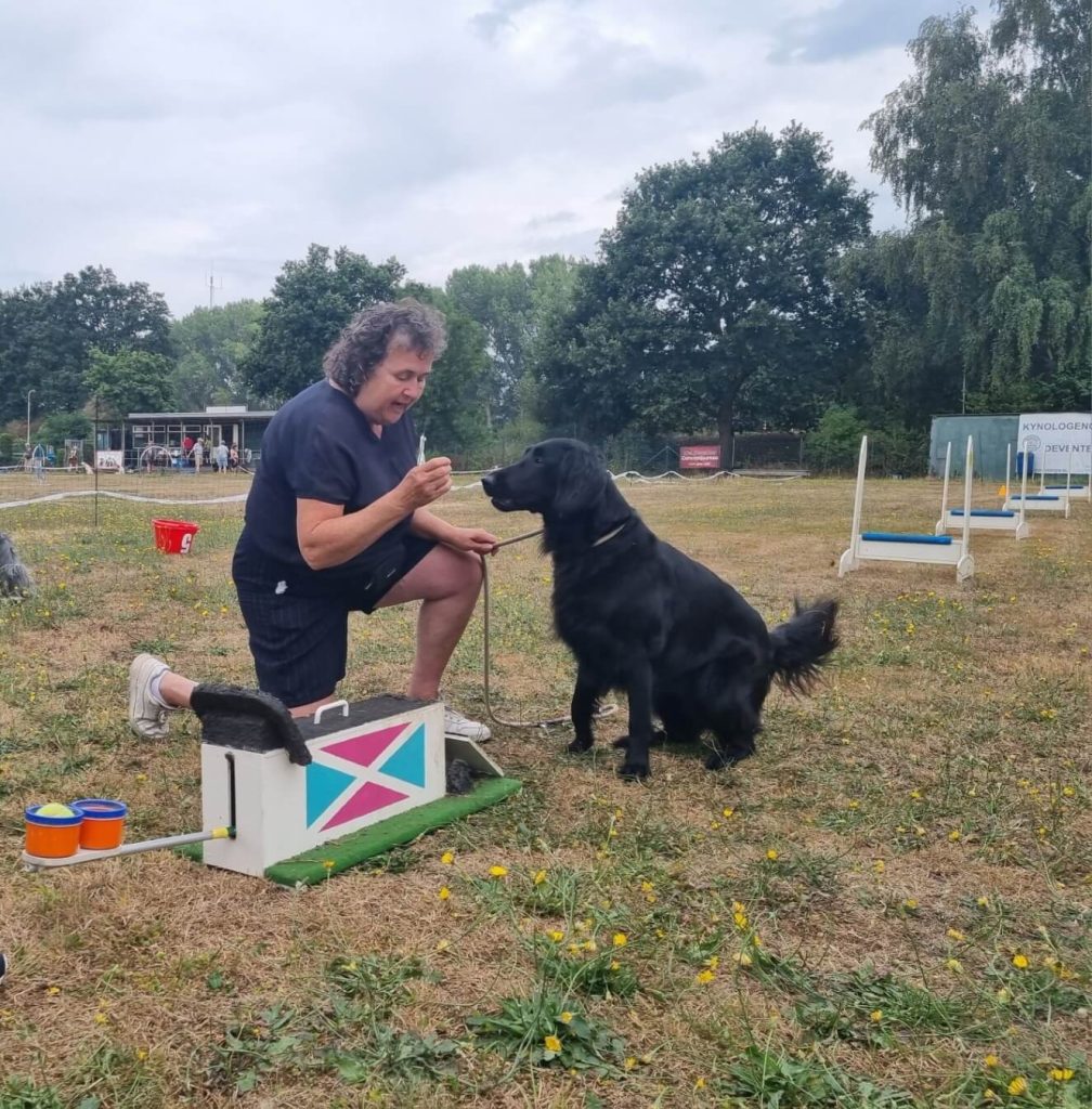 Dog games 2
