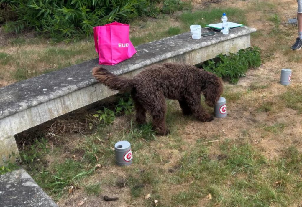 Dog games 6