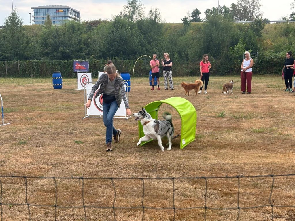 Dog games 5